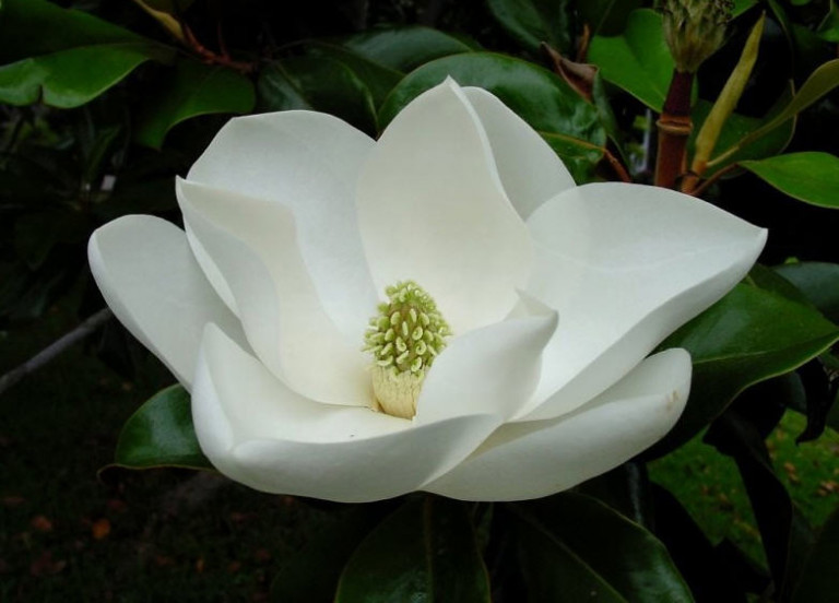 Твои цветы Магнолии