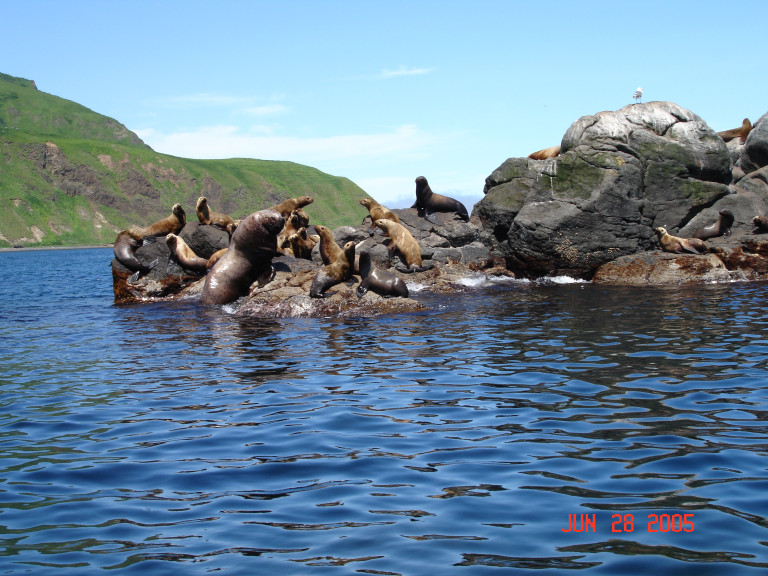 Сахалин - остров сокровищ
