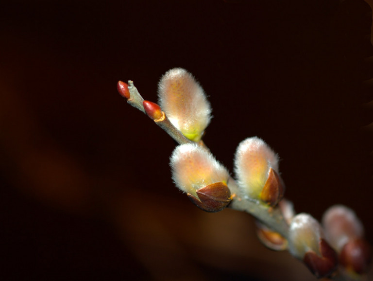 У моей весны ясный карий взгляд