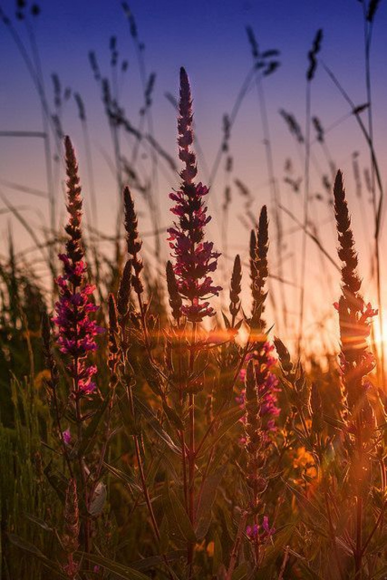 Там, где упали твои капли крови