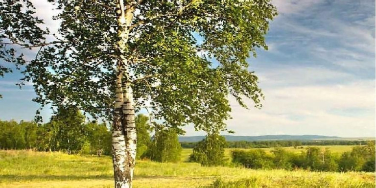 Берёзонька