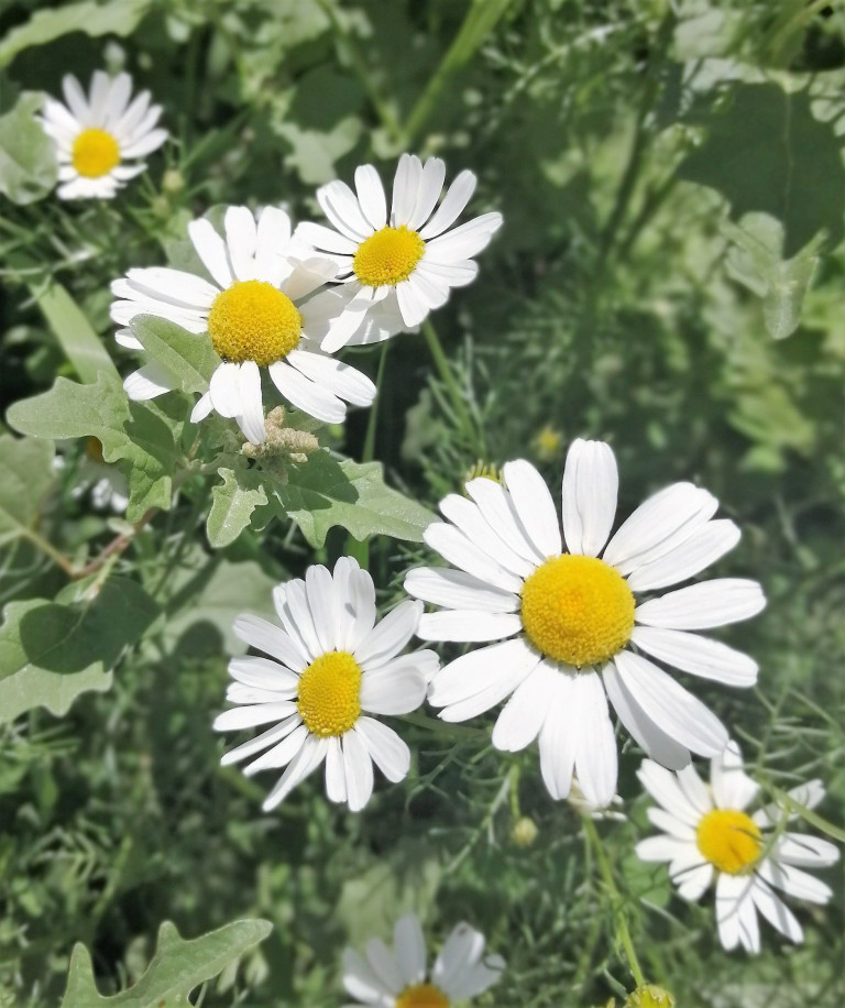 Сложу я песнь о Родине -России