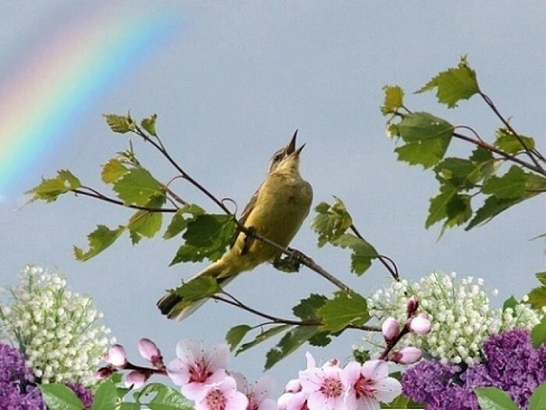 Спой ты мне, соловушка...