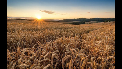 "Расскажи мне, поле , о былом"