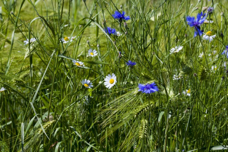Васильковая Россия