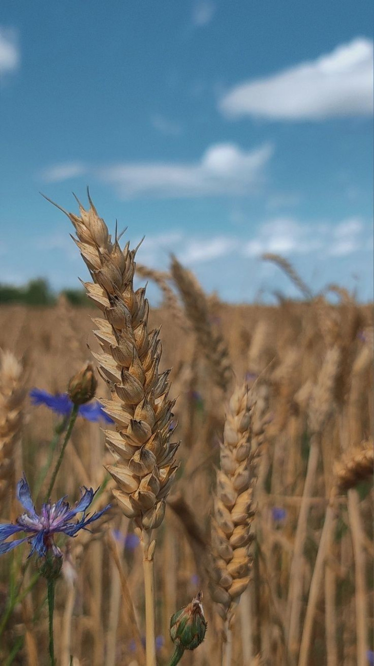 Край родной