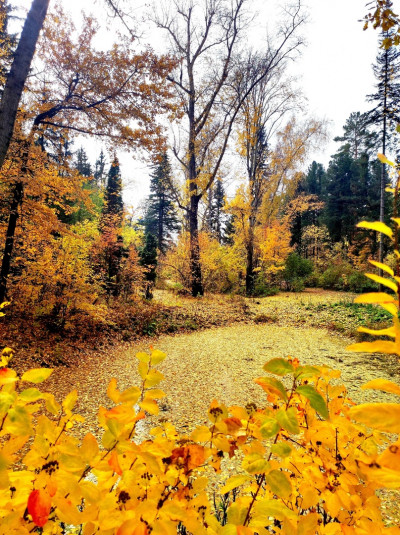 Золотая осень