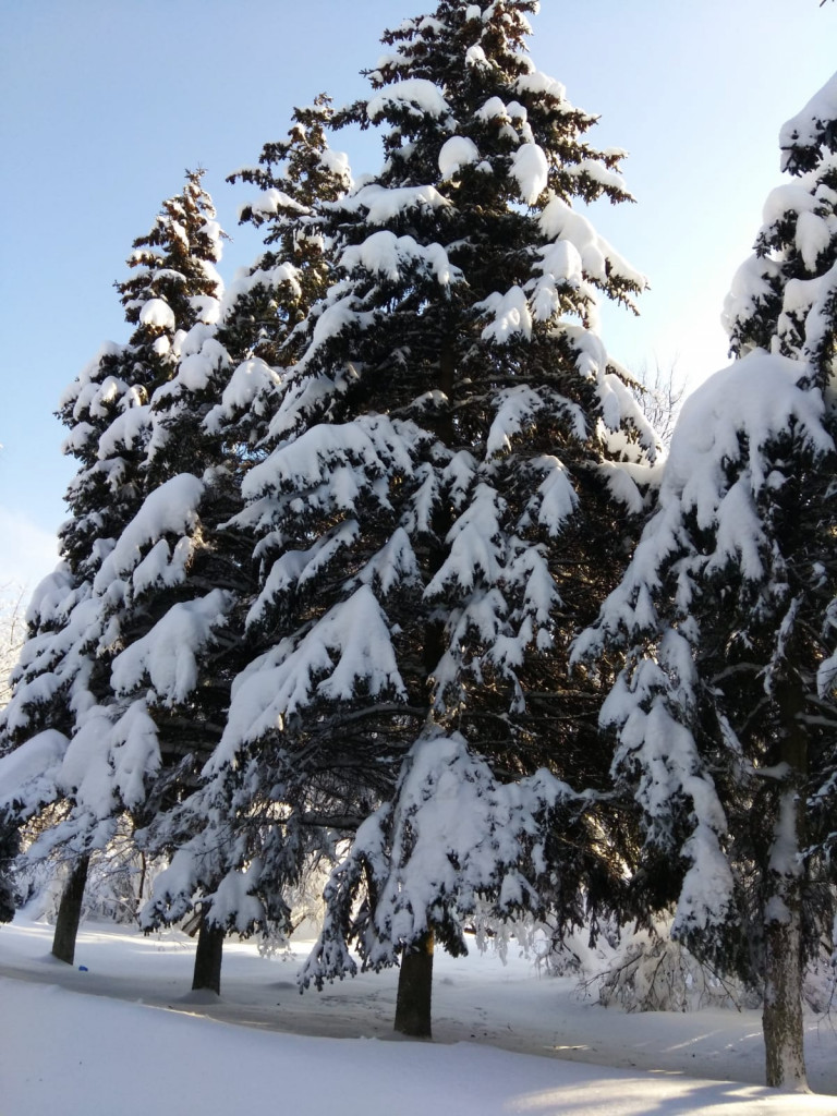 Зимняя фантазия