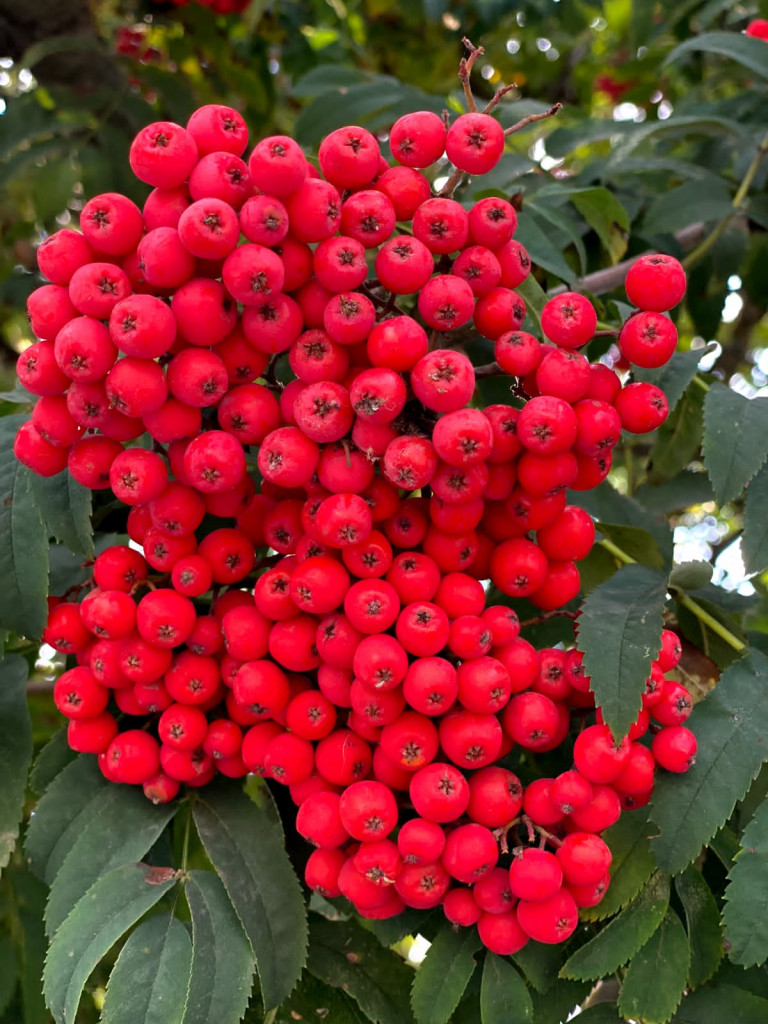 Русская баня