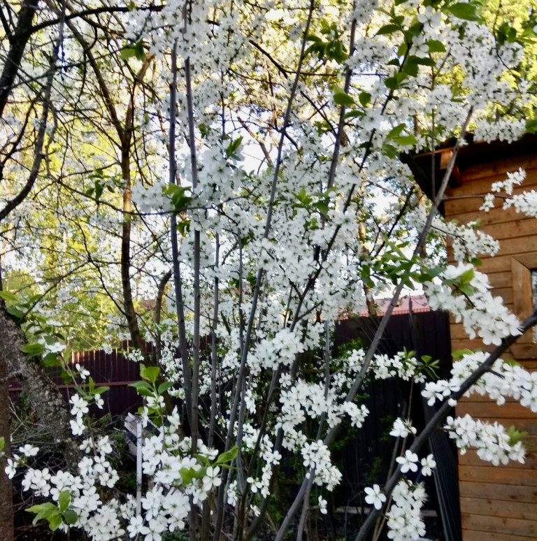 Белая черёмуха