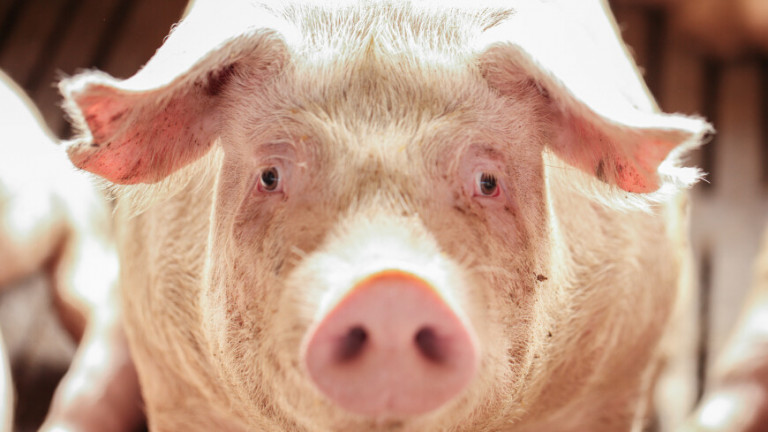 Неблагодарная свинья